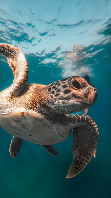 Mahmut Yakın Çekim